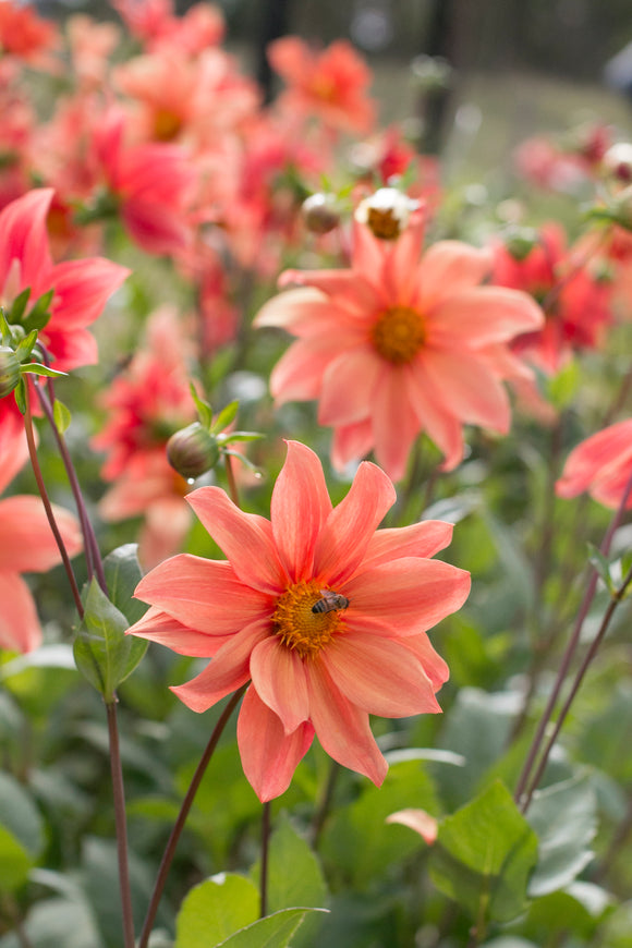 Blooms for Bees