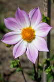 Blooms for Bees - mystery