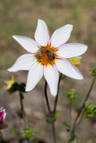 Blooms for Bees - mystery