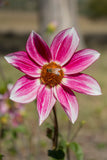Blooms for Bees - mystery