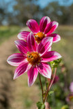 Blooms for Bees - mystery