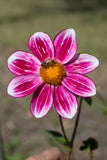Blooms for Bees - mystery