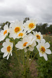 Blooms for Bees - white