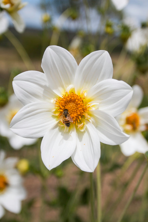 Blooms for Bees - white