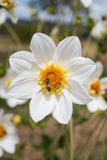 Blooms for Bees - white