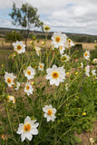 Blooms for Bees - white