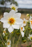 Blooms for Bees - white