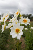 Blooms for Bees - white