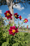 Blooms for Bees - crimson coll