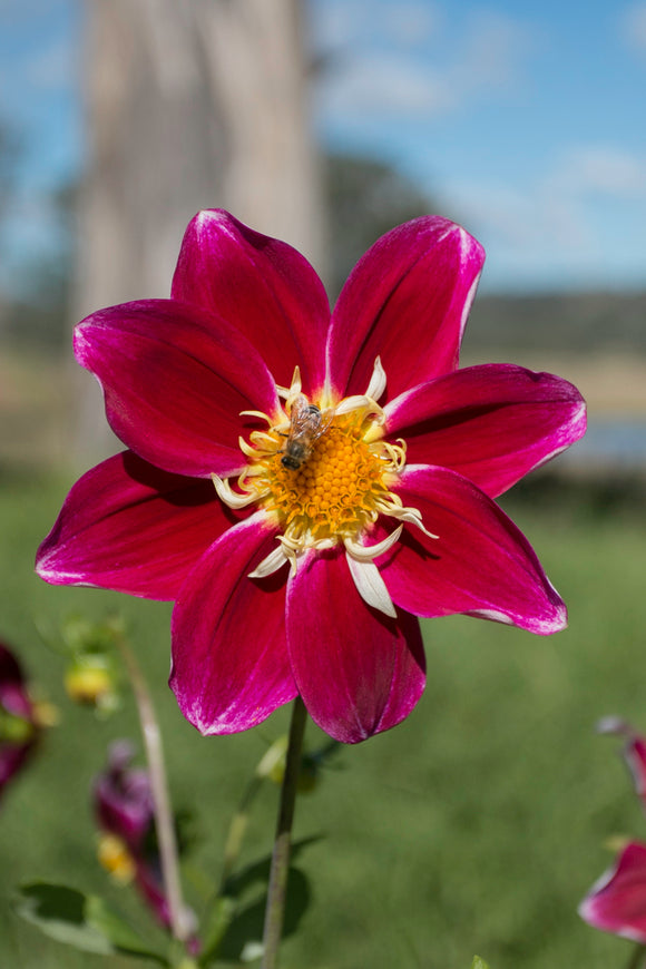 Blooms for Bees - crimson coll