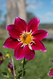 Blooms for Bees - crimson coll