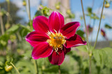 Blooms for Bees - crimson coll