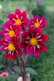 Blooms for Bees - pink