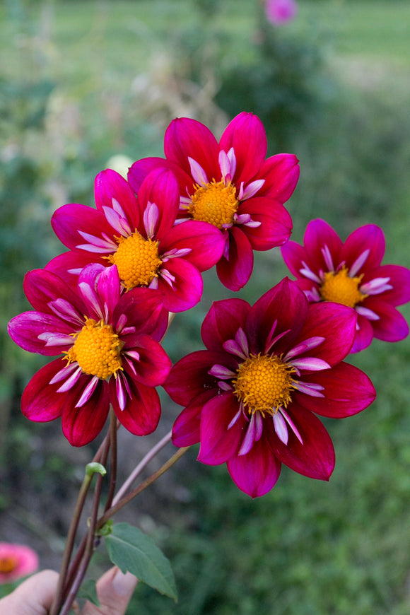 Blooms for Bees - pink