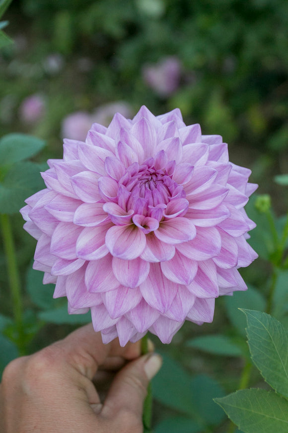 Blue Gum Lilac