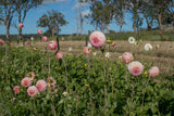 Bracken Sonya Louise