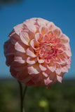 Bracken Sonya Louise