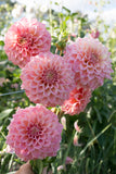 Bracken Sonya Louise - LIMIT 1 PER CUSTOMER