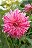 Christie Galah