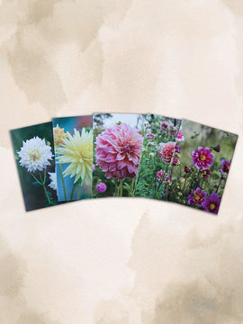 Dahlia Greeting cards - pack 1