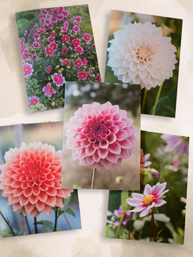 Dahlia Greeting cards - pack 2