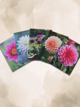 Dahlia Greeting cards - pack 5