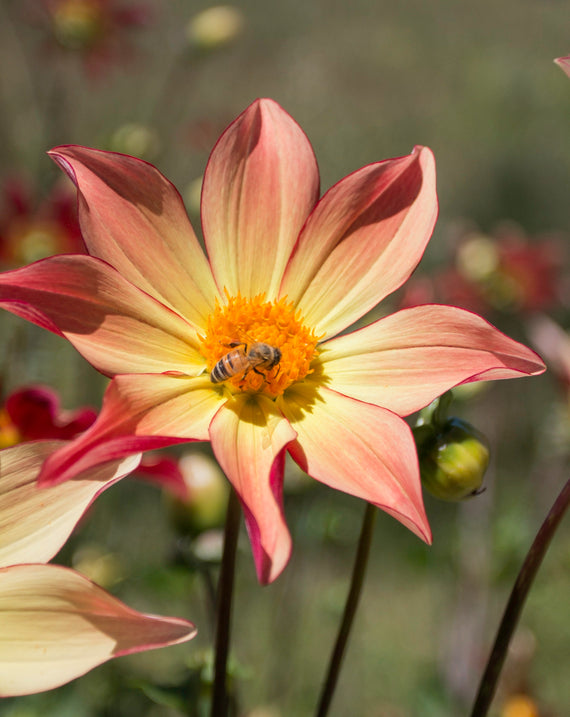 Everbloom Aldebaran