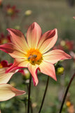 Everbloom Aldebaran