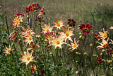 Everbloom Aldebaran