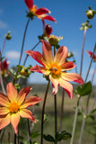 Everbloom Aldebaran