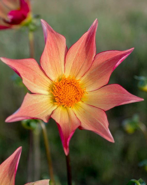 Everbloom Aldebaran
