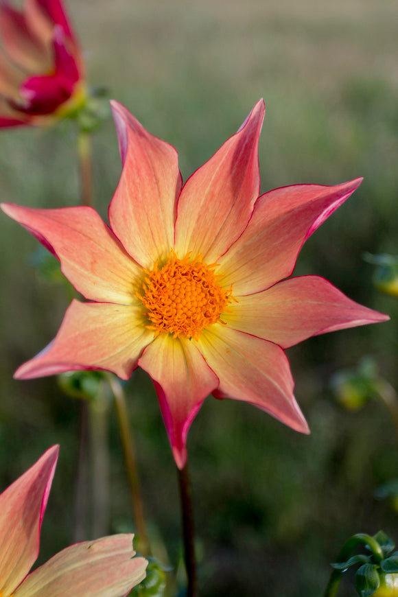Everbloom Aldebaran