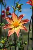 Everbloom Aldebaran