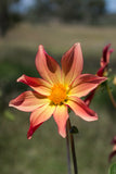 Everbloom Aldebaran