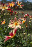 Everbloom Aldebaran