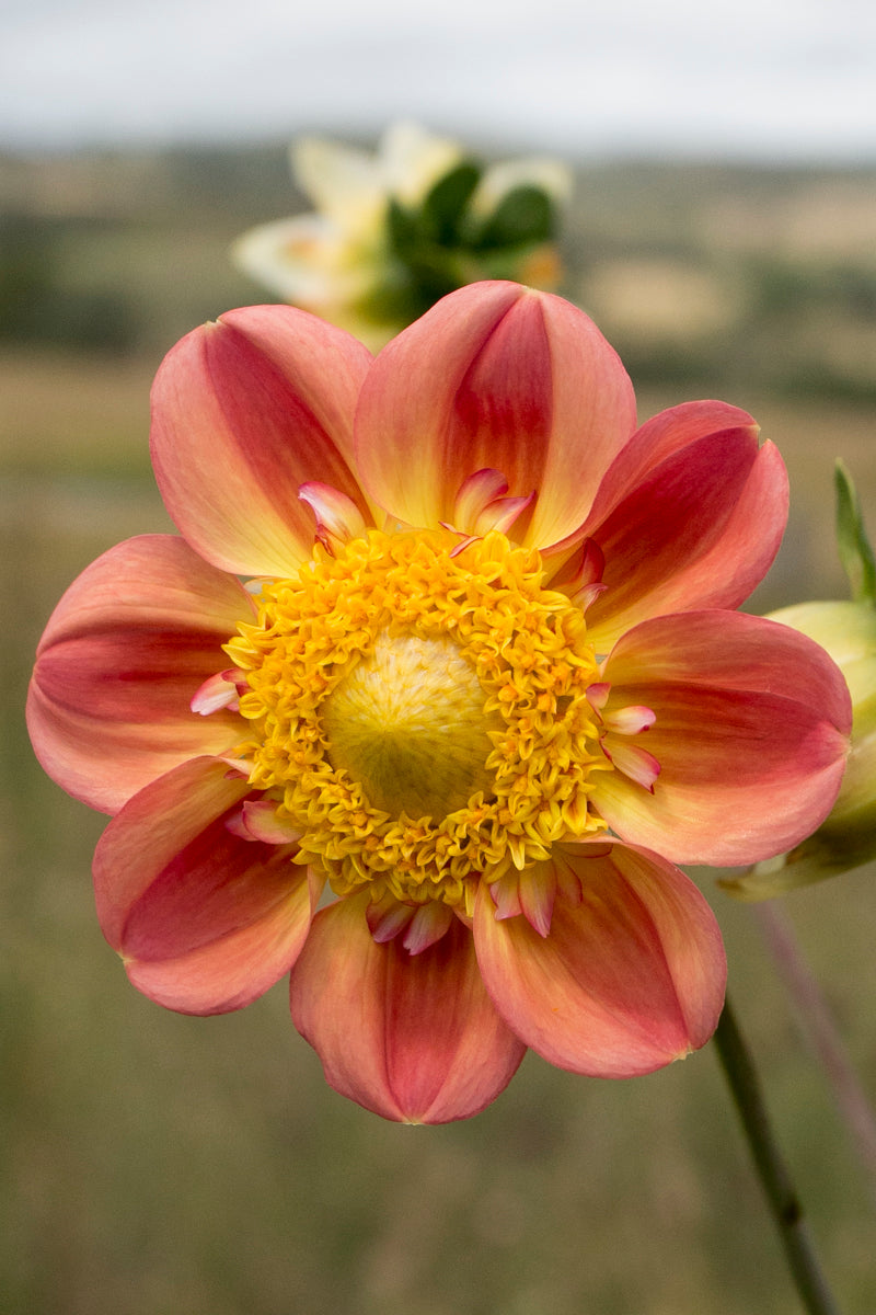 Everbloom Ambience – New View Farmers