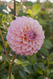 Everbloom Artemis