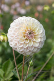 Everbloom Artemis
