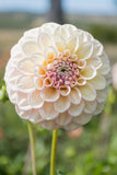 Everbloom Artemis