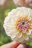 Everbloom Artemis