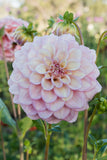 Everbloom Artemis