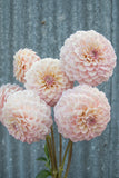 Everbloom Artemis