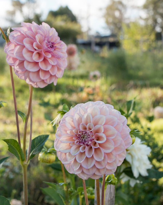 Everbloom Artemis