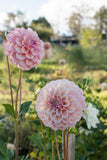 Everbloom Artemis