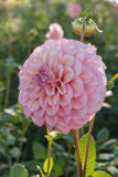 Everbloom Artemis