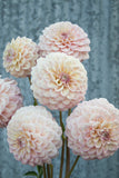 Everbloom Artemis