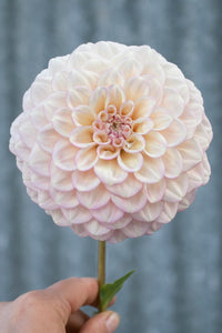 Everbloom Artemis