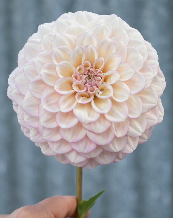 Everbloom Artemis