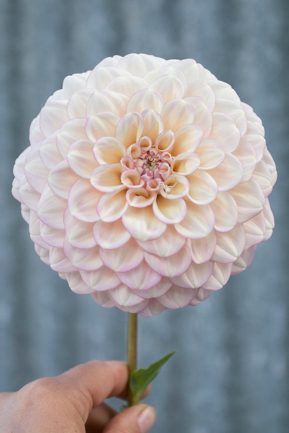 Everbloom Artemis