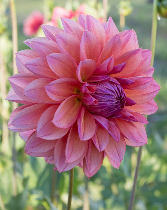 Everbloom Aura